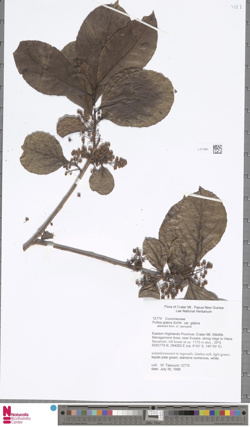 Pullea glabra var. glabra photo 2