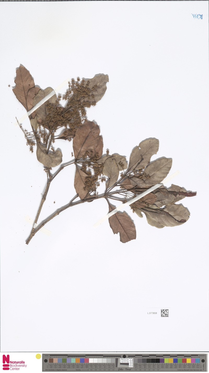 Pullea glabra var. glabra photo 3