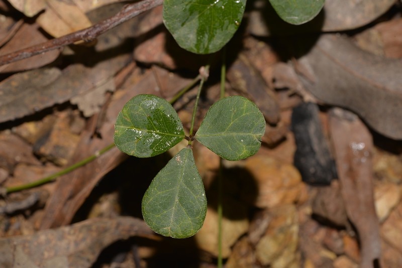 Pullenia gunnii