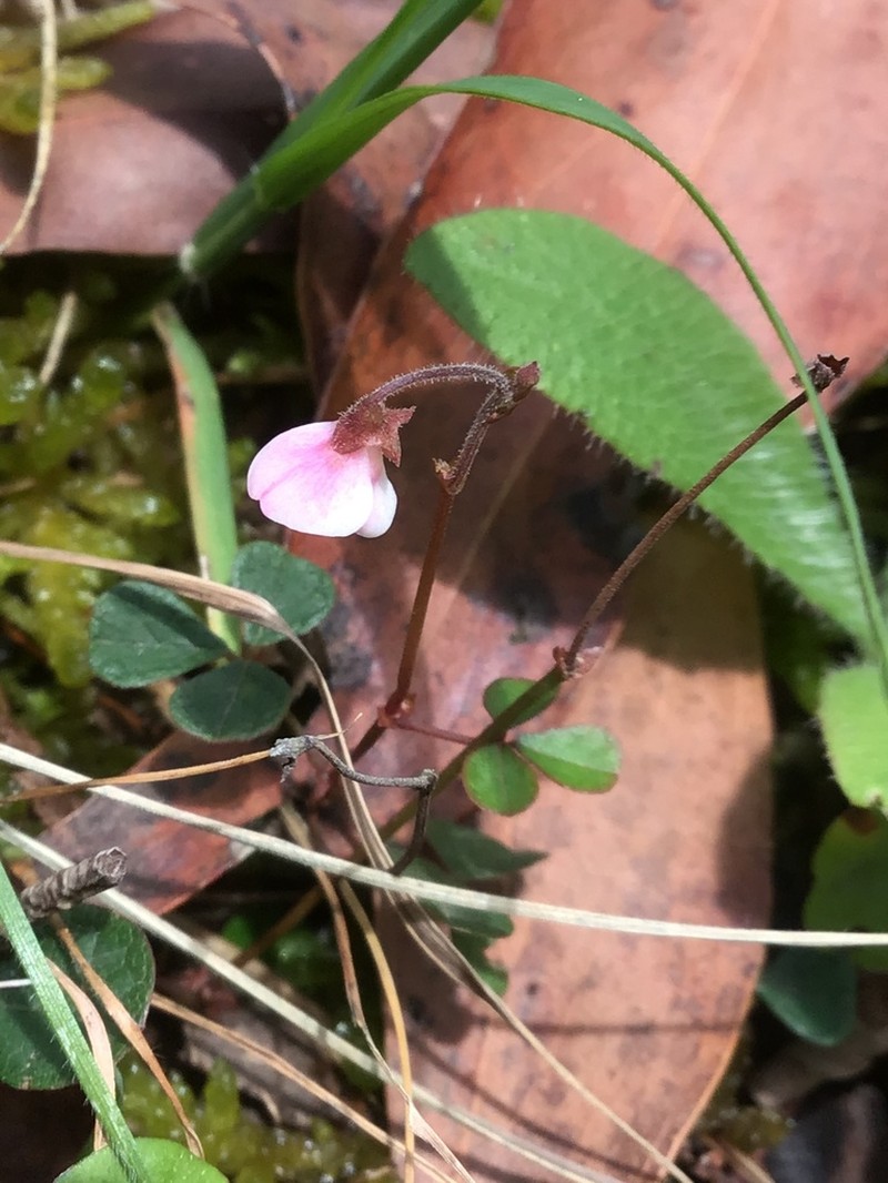 Pullenia gunnii photo 2