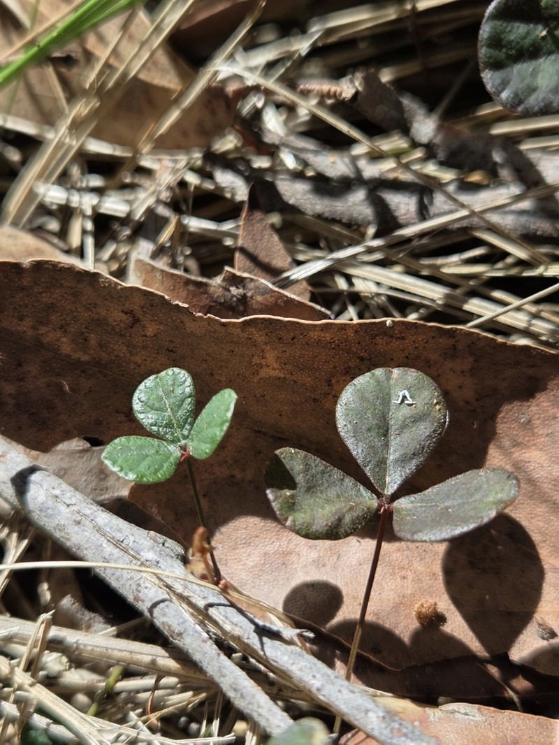 Pullenia gunnii photo 3