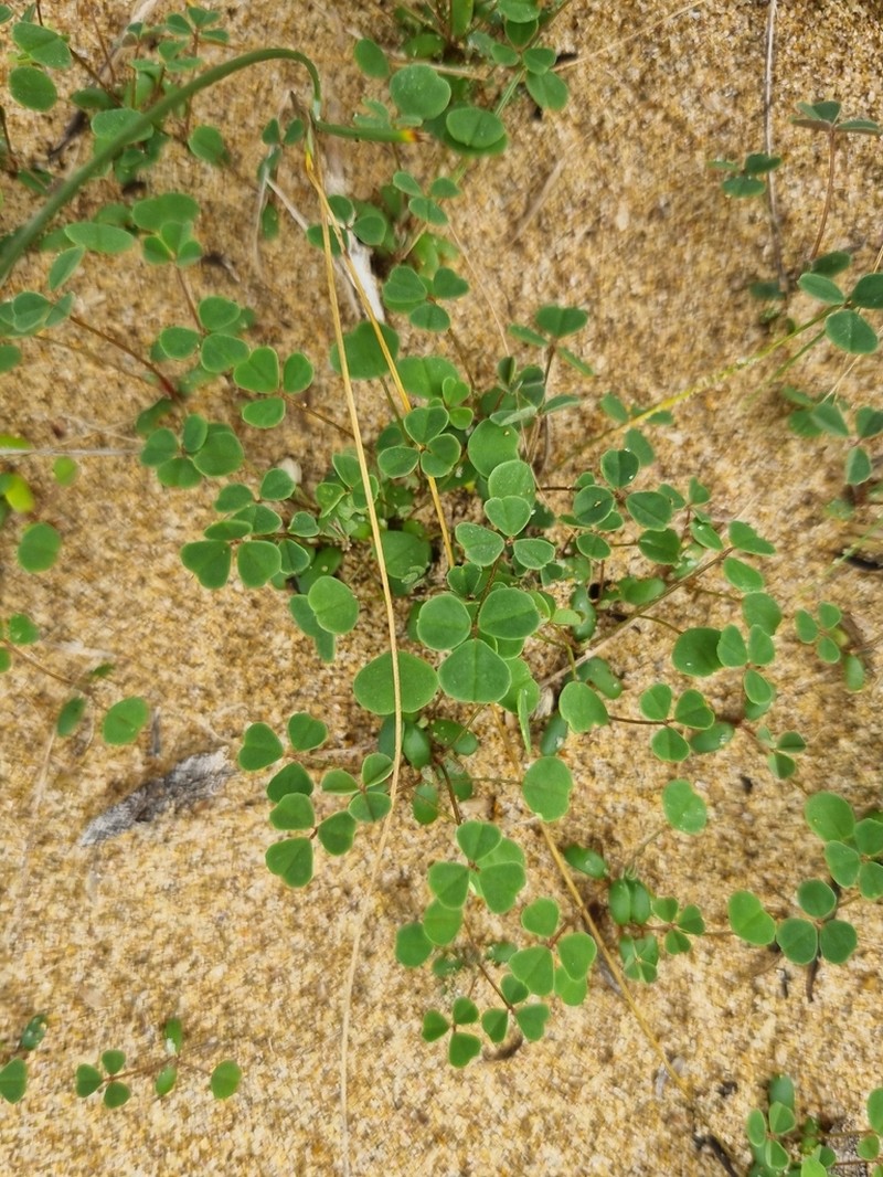 Pullenia gunnii photo 4