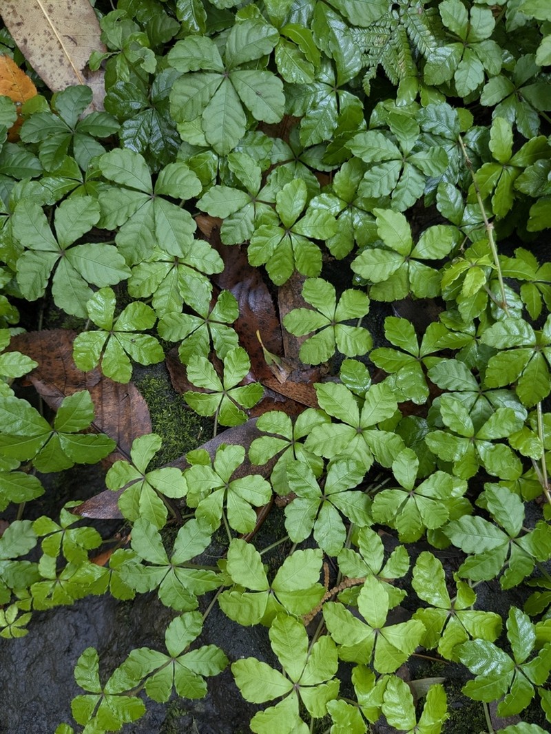 Pullenia gunnii photo 5