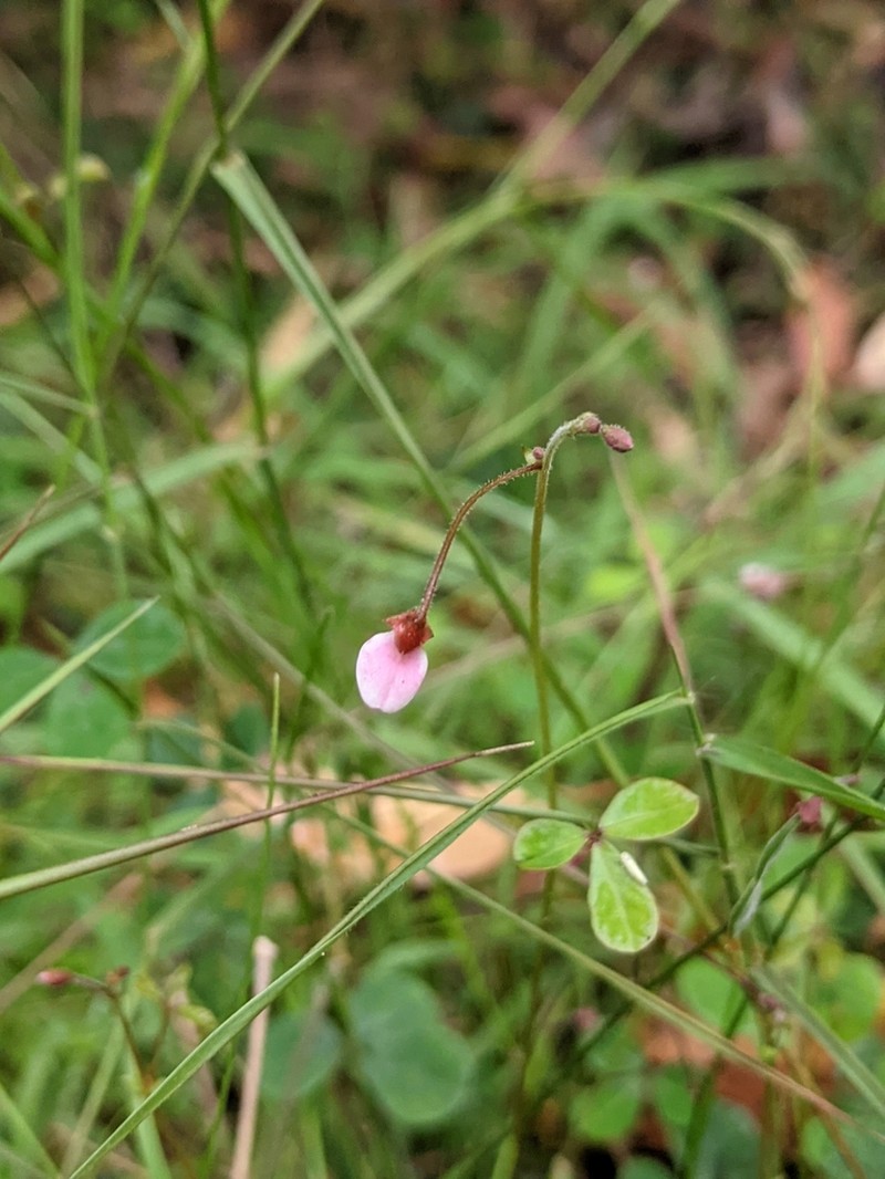 Pullenia gunnii photo 6