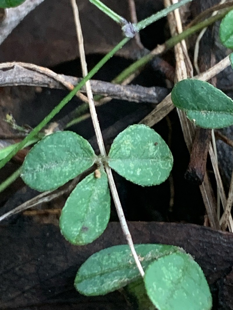 Pullenia gunnii photo 7