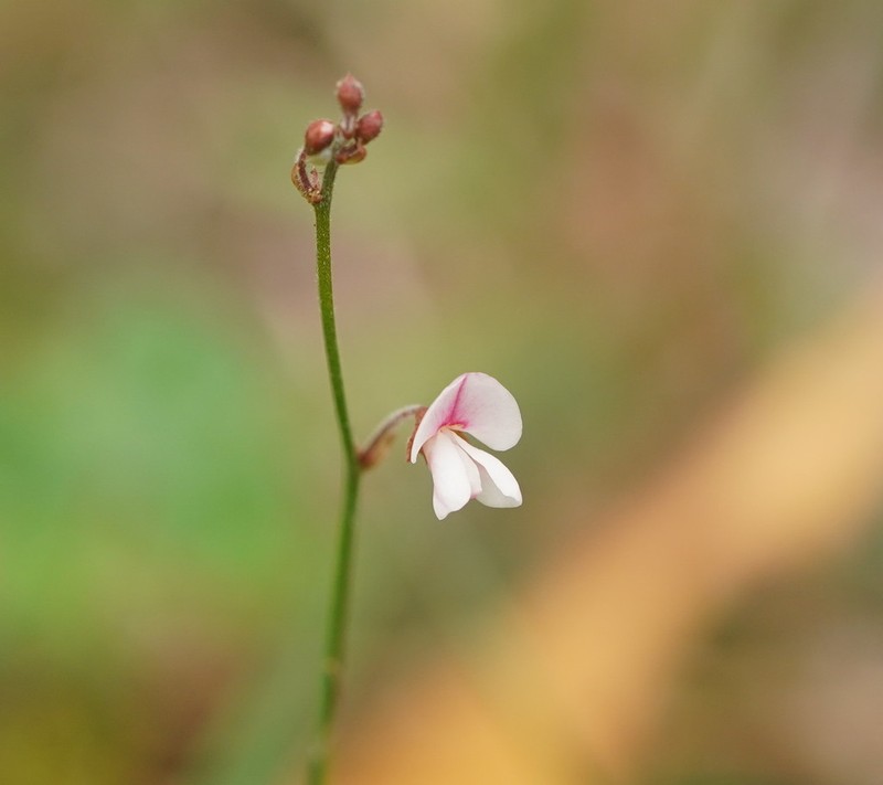Pullenia gunnii photo 8