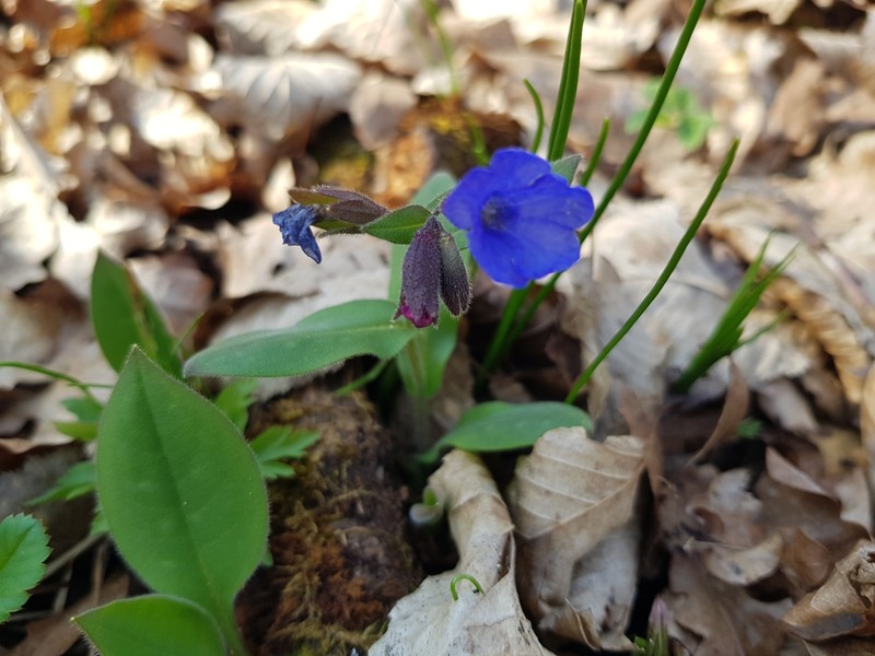 Pulmonaria mollis subsp. mollissima