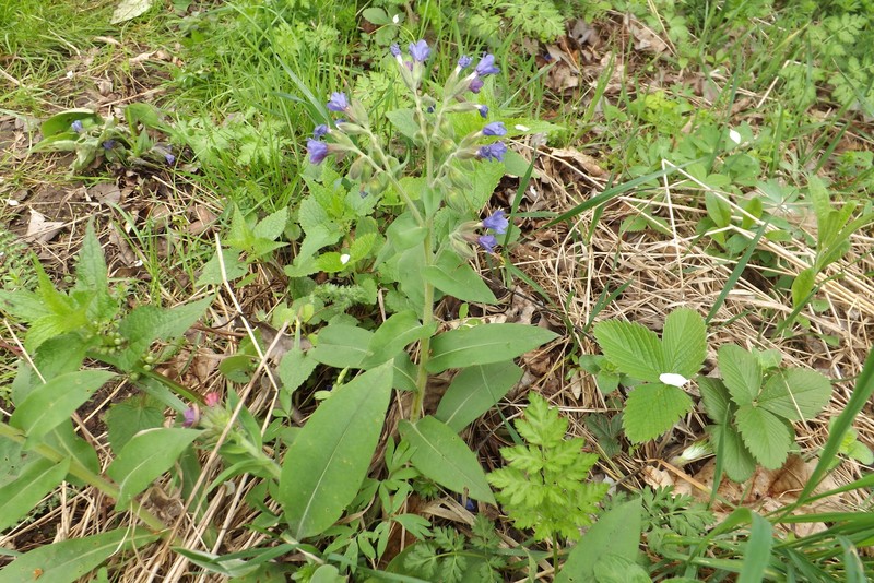 Pulmonaria mollis subsp. mollissima photo 2