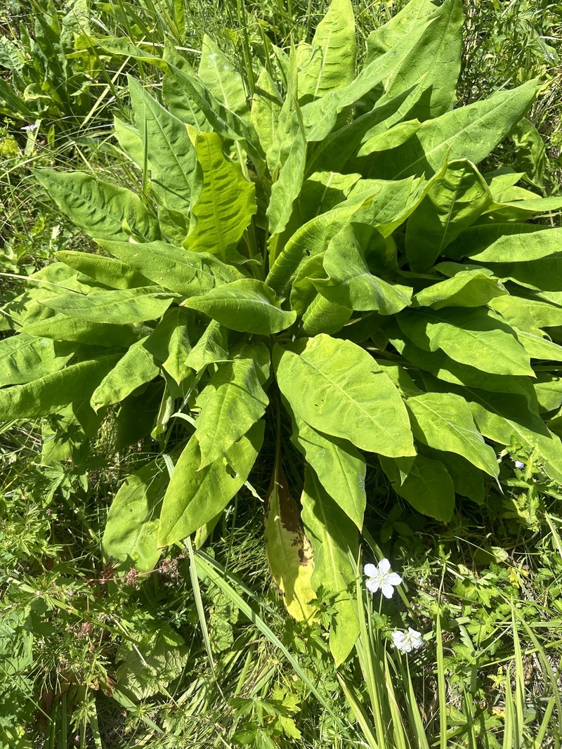 Pulmonaria mollis subsp. mollissima photo 3