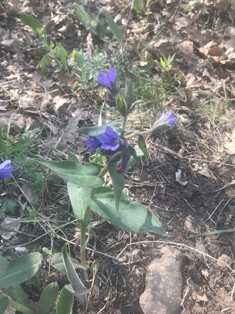 Pulmonaria mollis subsp. mollissima photo 4