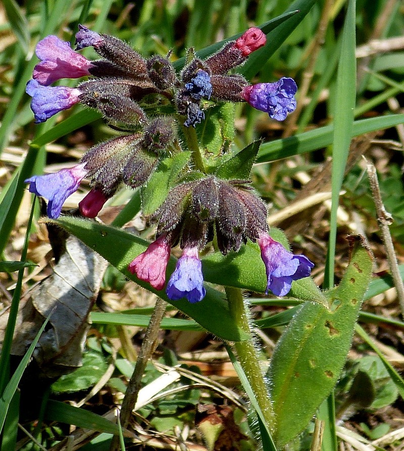 Pulmonaria montana subsp. montana