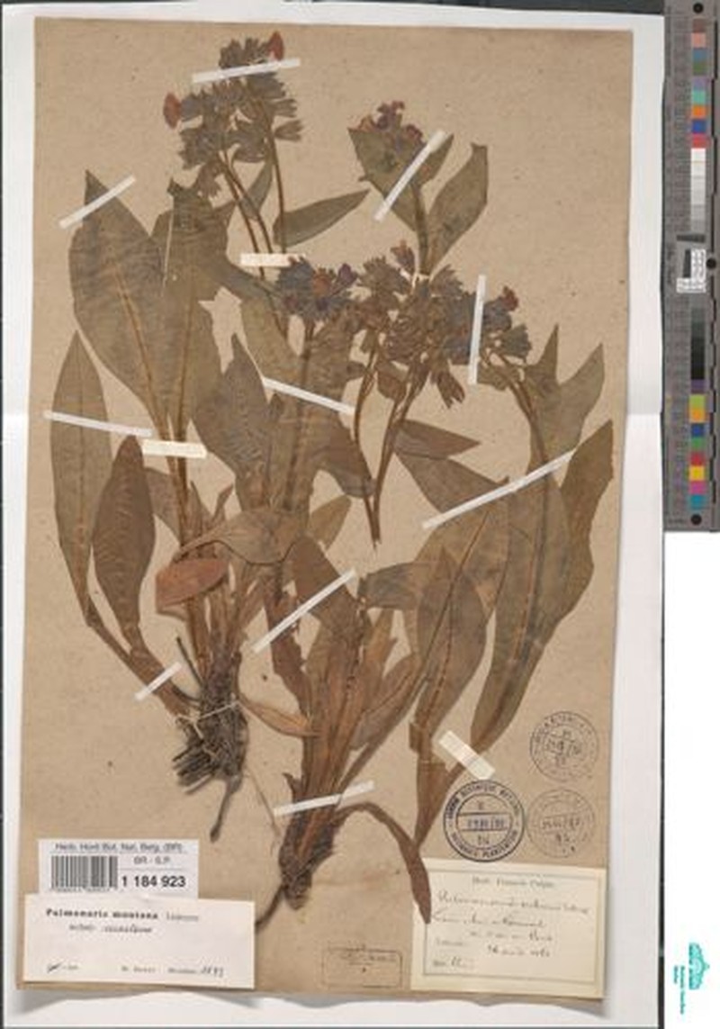 Pulmonaria montana subsp. montana photo 2
