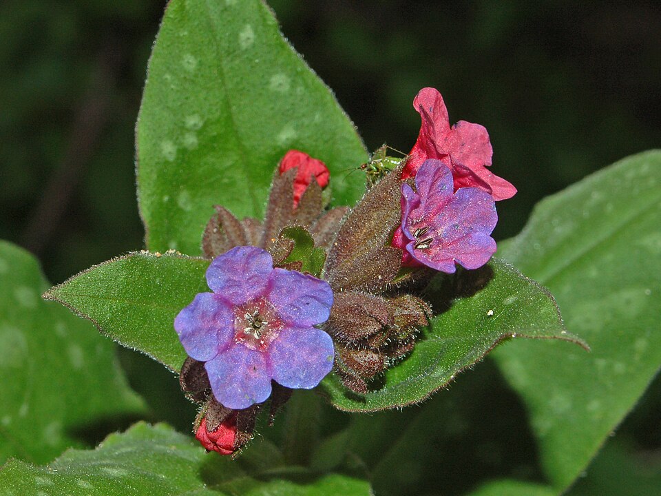 Common Lungwort photo 4