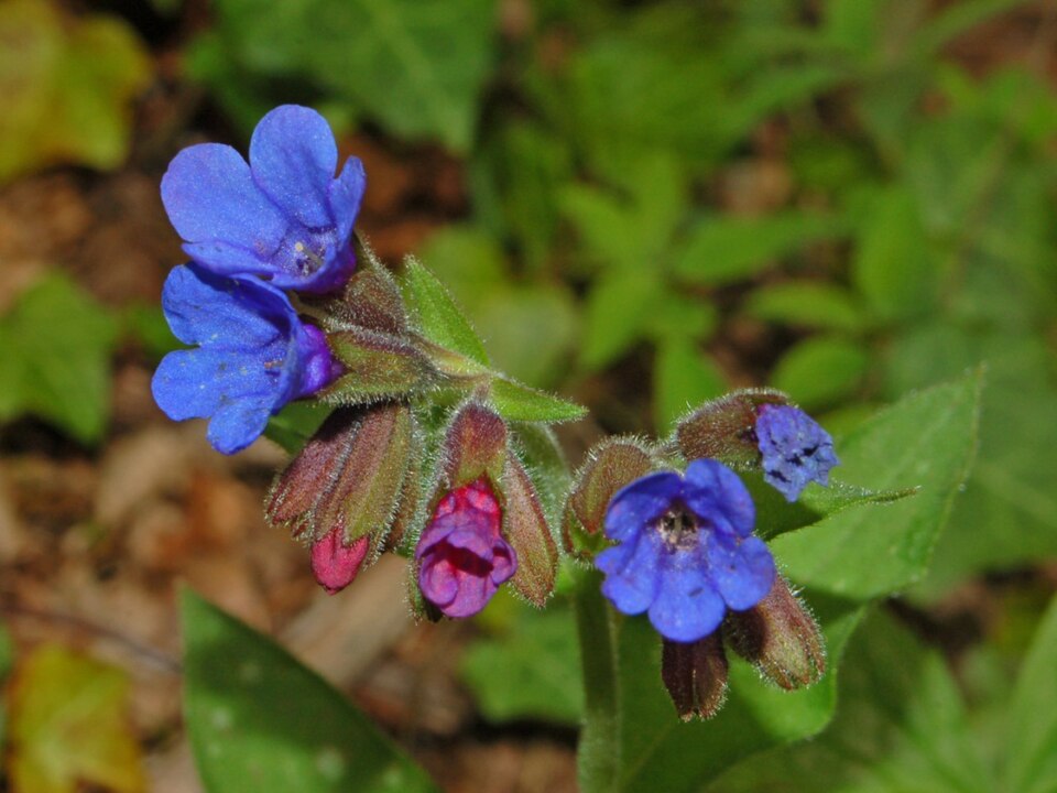Common Lungwort photo 5
