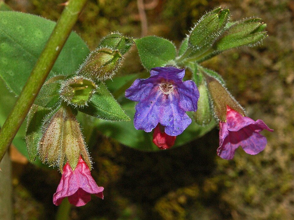 Common Lungwort photo 6