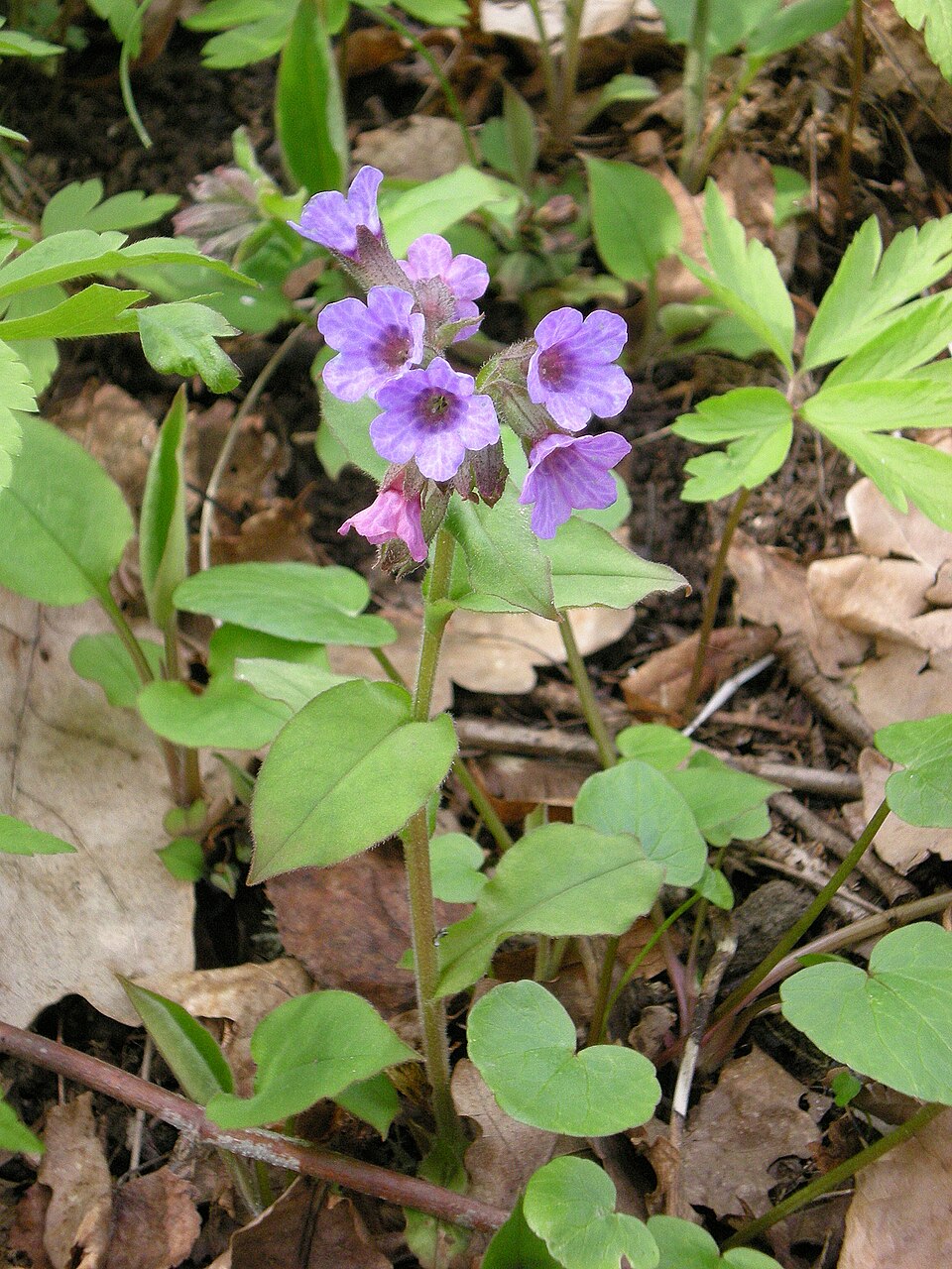 Common Lungwort photo 7
