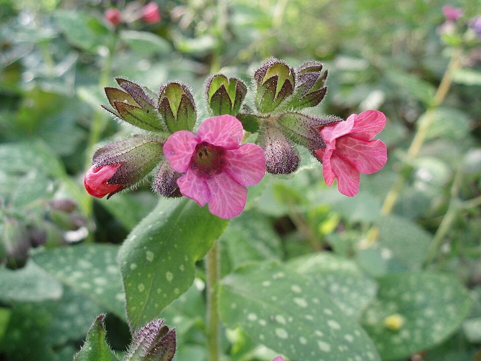Common Lungwort photo 8