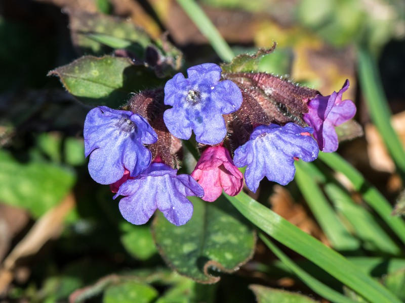 Common Lungwort photo 2