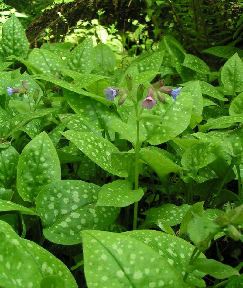 Common Lungwort