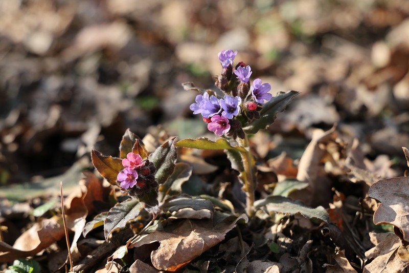 Common Lungwort photo 3