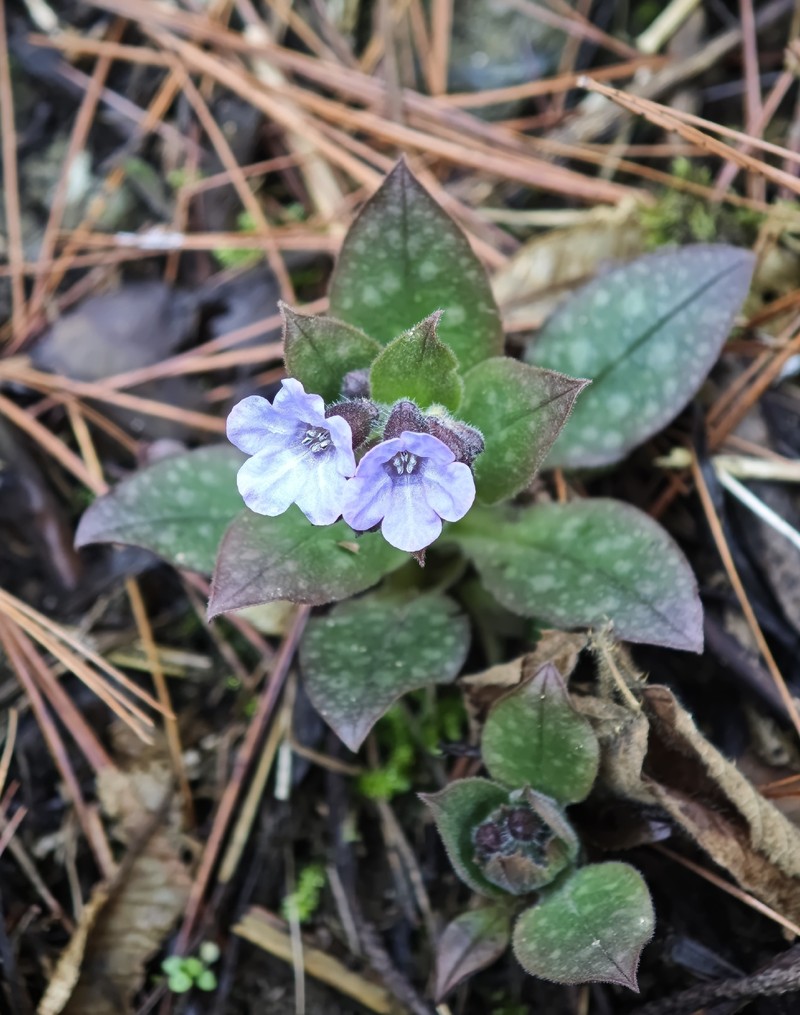 Pulmonaria officinalis subsp. officinalis