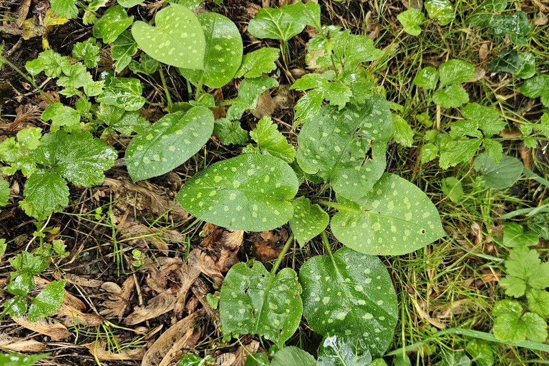 Pulmonaria officinalis subsp. officinalis photo 2
