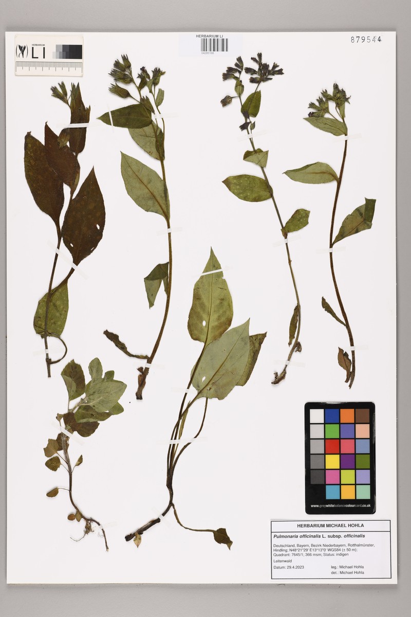 Pulmonaria officinalis subsp. officinalis photo 3