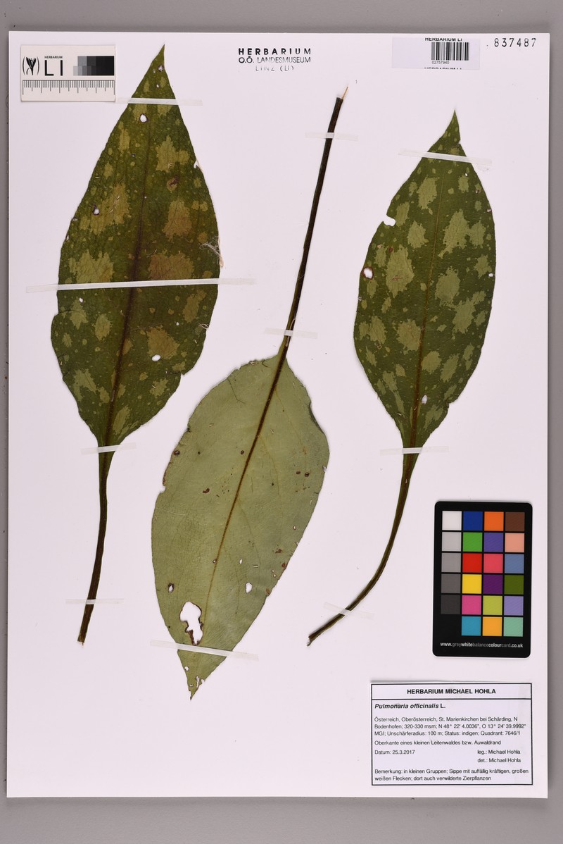 Pulmonaria officinalis subsp. officinalis photo 4