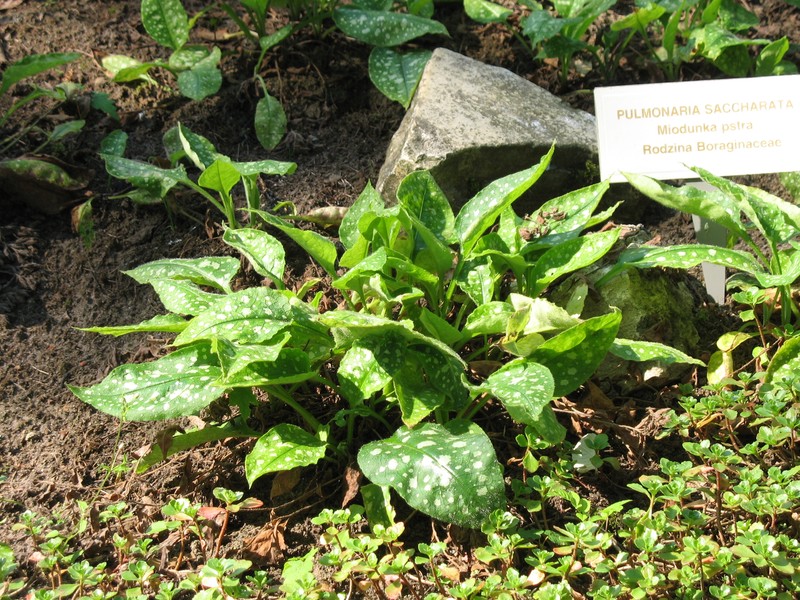 Bethlehem Lungwort photo 2