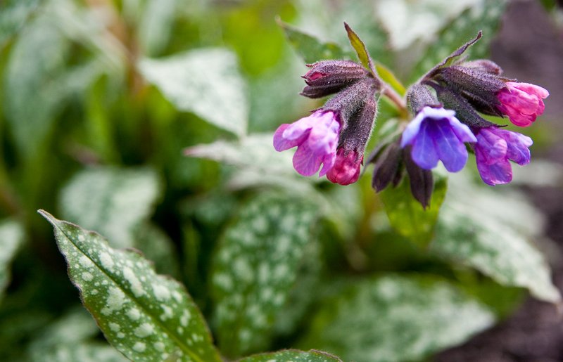 Bethlehem Lungwort photo 3