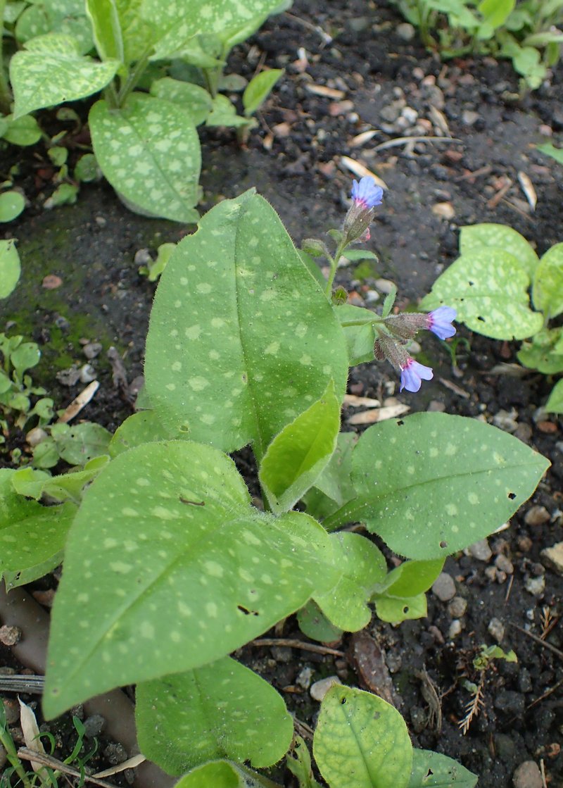 Bethlehem Lungwort photo 4