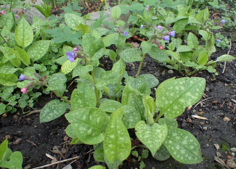 Bethlehem Lungwort photo 5