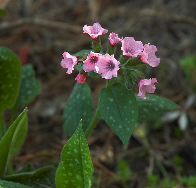 Bethlehem Lungwort