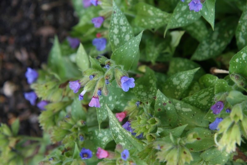 Bethlehem Lungwort photo 6