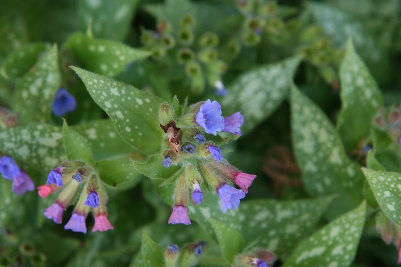 Bethlehem Lungwort photo 7