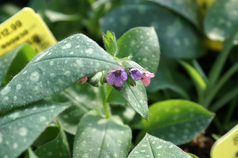Bethlehem Lungwort photo 8