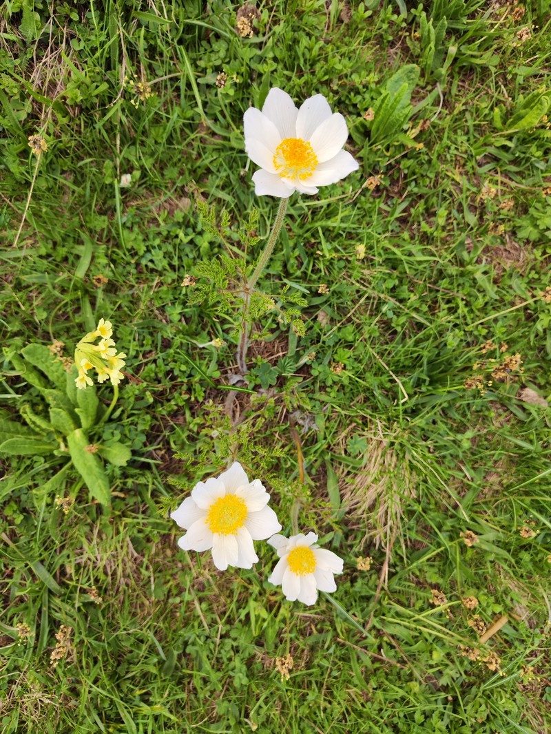 Pulsatilla alpina subsp. alpina