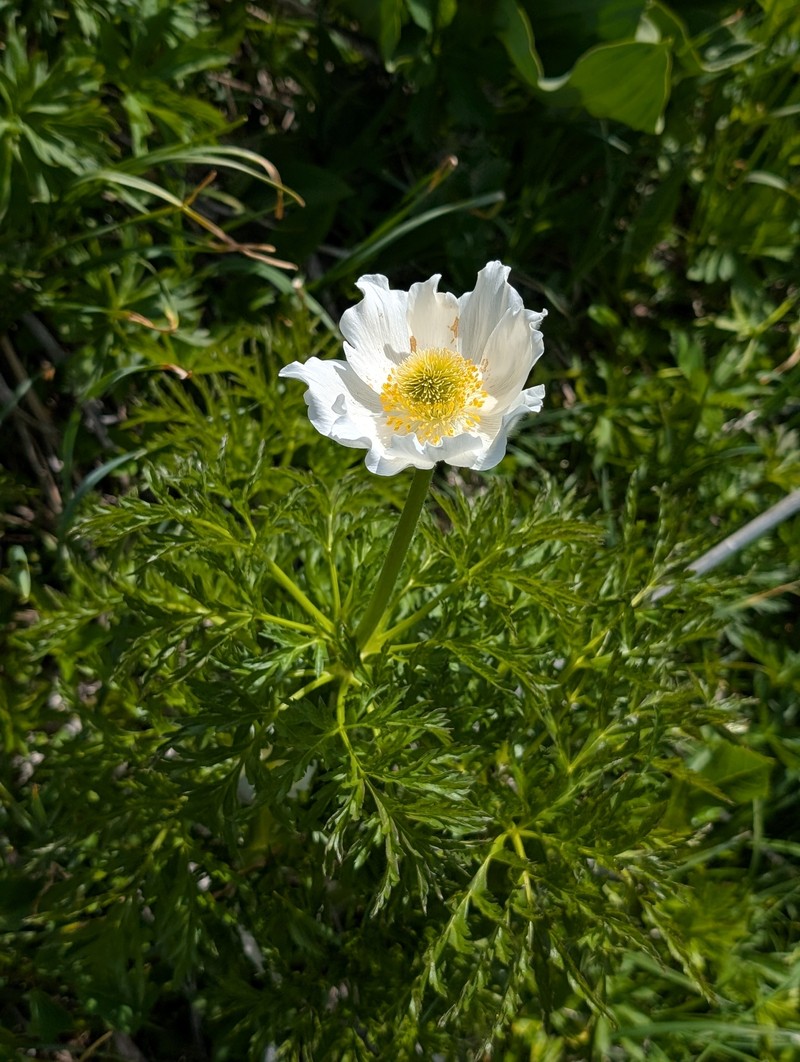 Pulsatilla alpina subsp. alpina photo 2
