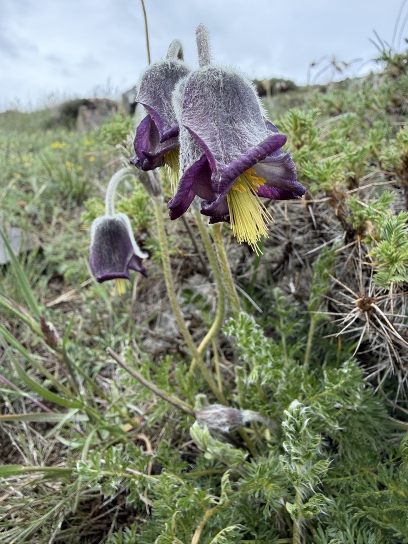 Pulsatilla armena