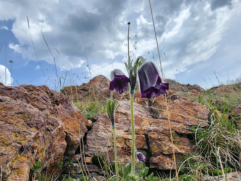 Pulsatilla armena photo 2