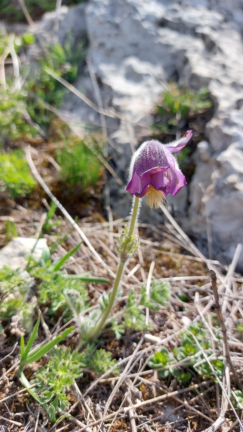 Pulsatilla armena photo 3