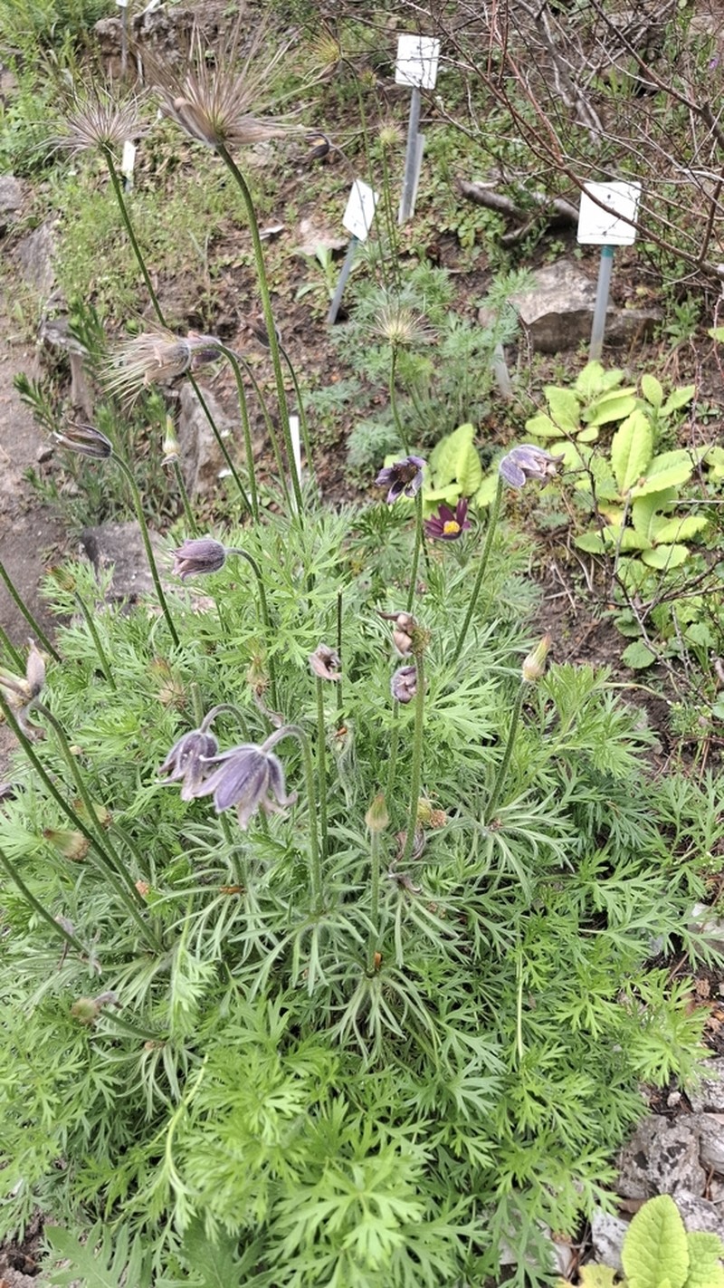Pulsatilla armena photo 4