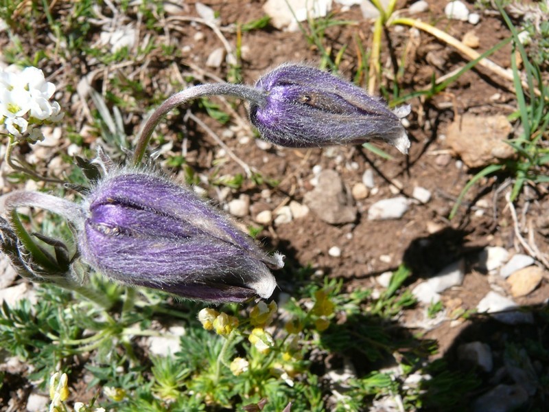 Pulsatilla armena photo 5
