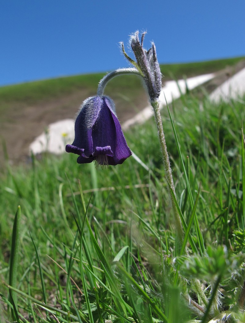 Pulsatilla armena photo 6
