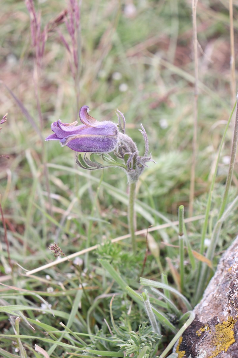 Pulsatilla armena photo 7