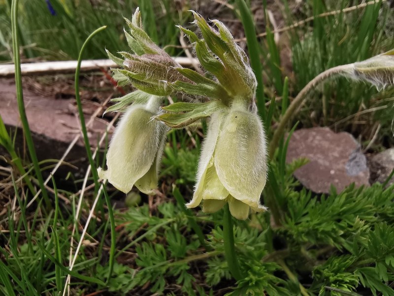 Pulsatilla armena photo 8