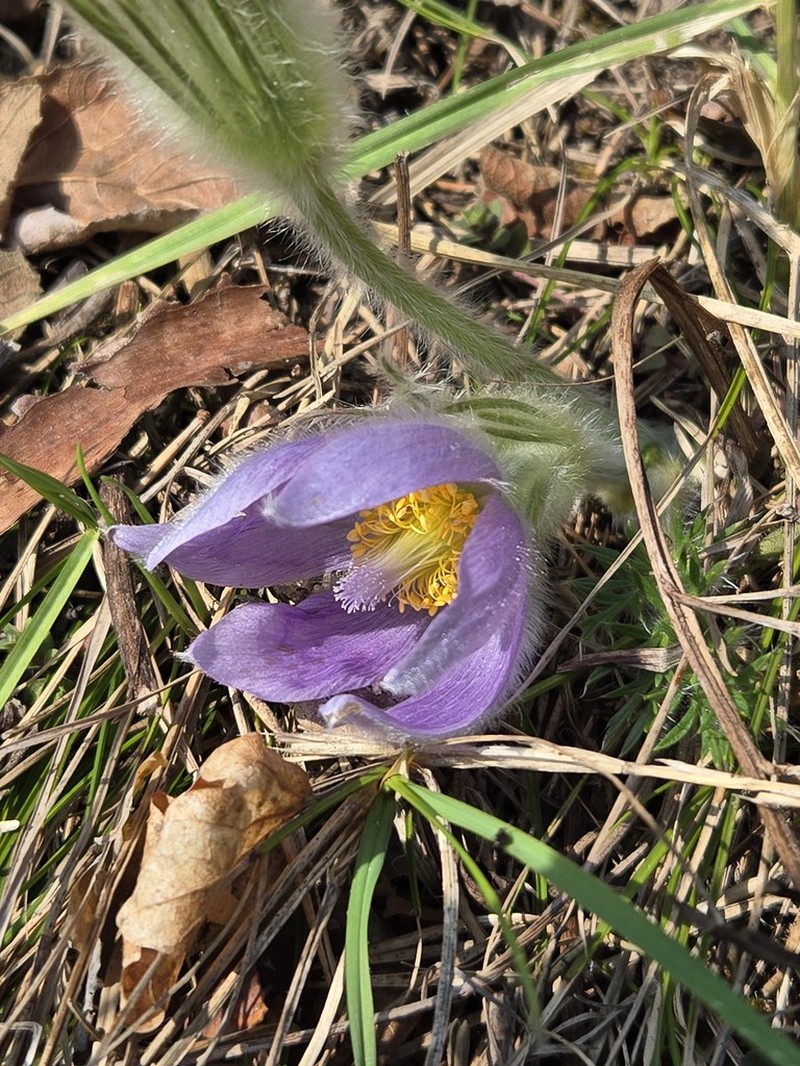 Pulsatilla grandis subsp. grandis