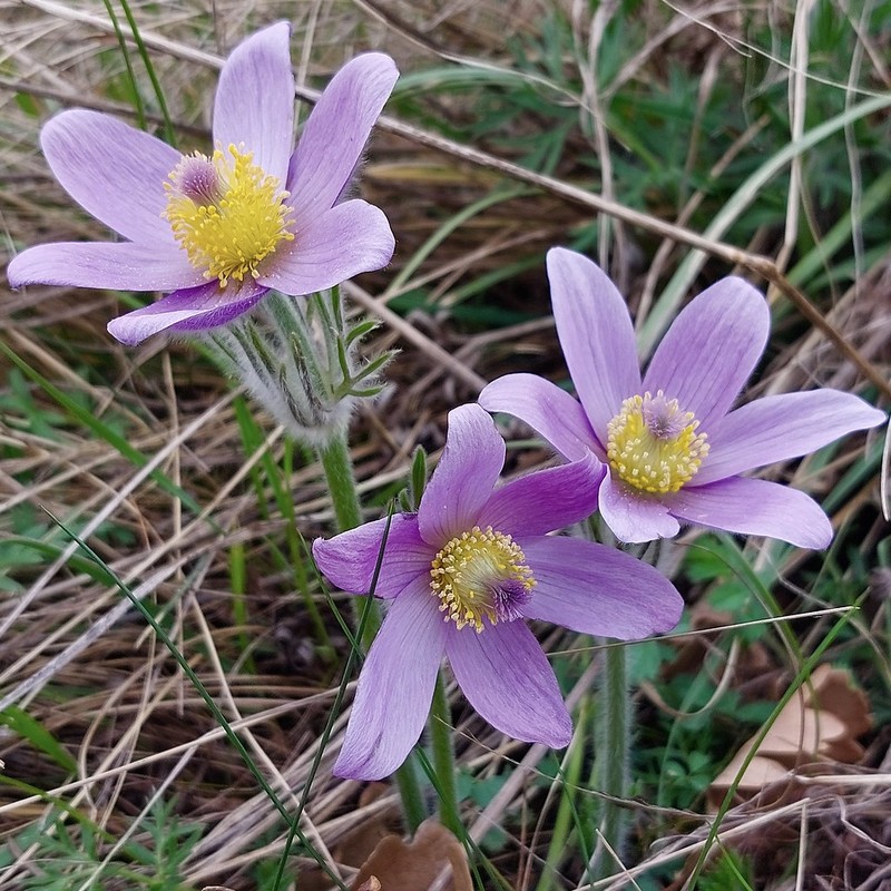 Pulsatilla grandis subsp. grandis photo 2