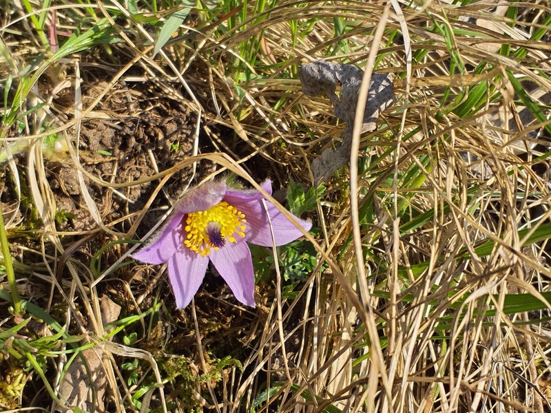 Pulsatilla grandis subsp. grandis photo 3