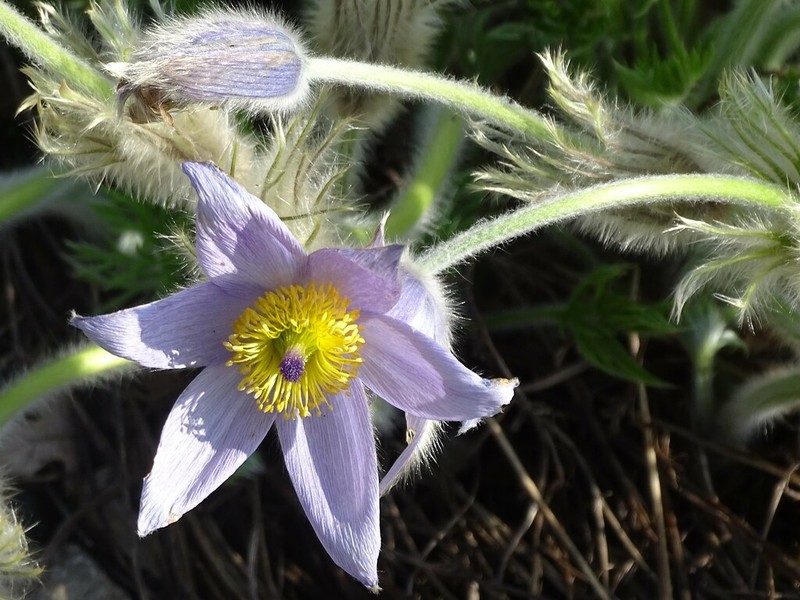 Pulsatilla grandis subsp. grandis photo 4